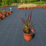 Imperáta valcovitá (Imperata cylindrica) ´RED BARON´- kont. C2L